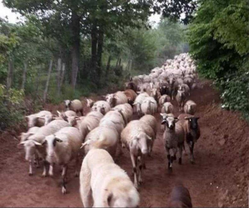 Koyunculuk Babadan Oğula Geçecek Bir Meslek Olamaz Mı?